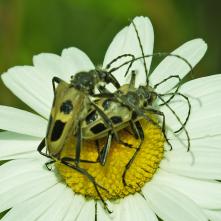 Fuzáč štvorškvrný