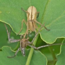 Listovník štíhly pri kopulácii