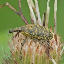 Nosánik Larinus sturnus
