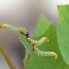 Arge gracilicornis - pahúsenice