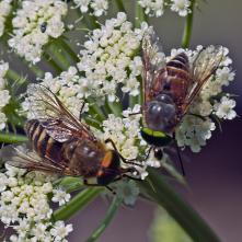 Ovad Hybomitra distinguenda - obe pohlavia