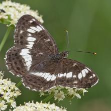 Bielopásovec zemolezový - samec