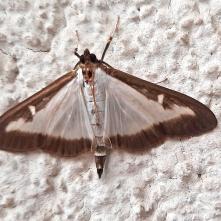 Cydalima perspectalis