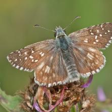 Súmračník horský