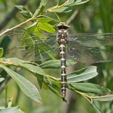 Pásikavec dvojzubý