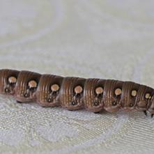 Lišaj lipkavcový - húsenica