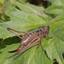 Kobylka Metrioptera brachyptera