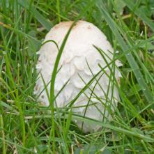 Hnojník obyčajný - mladá plodnica