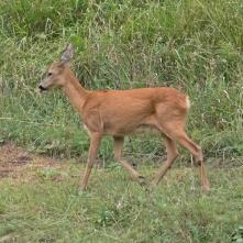 Srnec hôrny - samica