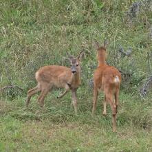 Srnec hôrny - samica s mláďaťom