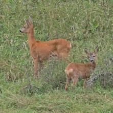 Srnec hôrny - samica s mláďaťom