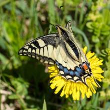 Vidlochvost feniklový pri odlietaní