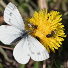 Mlynárik repkový - práve priletel