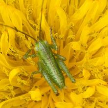 Kobylka stromový - nymfa