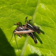 Kobylka počerná - nymfa