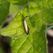 Rúrkovníček zlatožltý