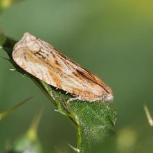 Obaľovač bodliakový