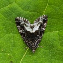 Morička černicová