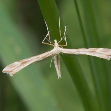 Pierkavec rebríčkový