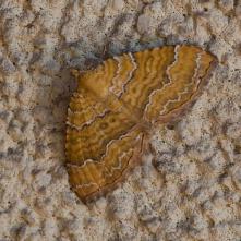 Piadivka žihľavová