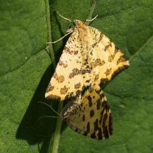 Listnatka hluchávková