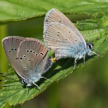 Modráčik najmenší