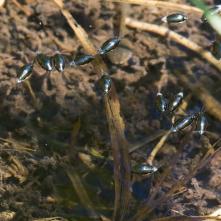 Gyrinus natator - vírnik obyčajný