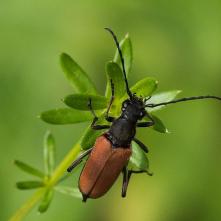 Fuzáč Pseudovadonia livida
