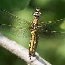 Vážka rybničná - samica