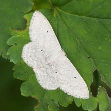 Piadica zvončeková