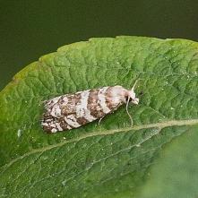 Obaľovač smrekový