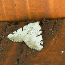 Listnatka ríbezľová