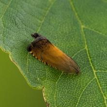 Plodokaz zlatohnedý