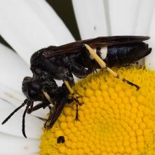 Tenthredo bifasciata