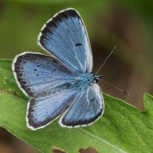 Modráčik čiernoškvrný, skoro bez škvrn
