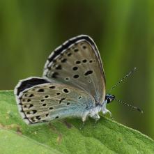 Modráčik čiernoškvrný