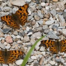 Babôčka zubatokrídla