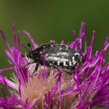 Zlatoň Oxythyrea funesta
