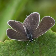 Modráčik lucernový