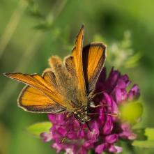 Súmračník čiarkovaný