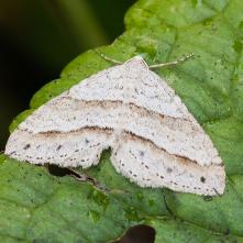 Semenovka púpavová