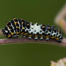 Vidlochvost feniklový