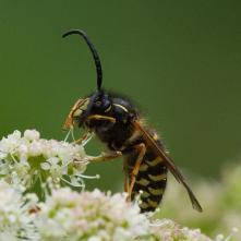 Osa nórska Dolichovespula norwegica