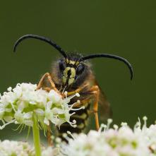 Osa nórska Dolichovespula norwegica