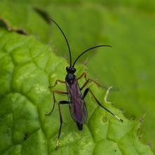 Lumok Poltribax arrogans