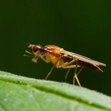 Oxipsila abdominalis