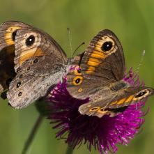 Očkáň jačmienkový