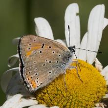 Ohniváčik štiavový