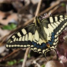 Vidlochvost feniklový