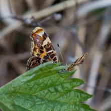 Babôčka sieťkovaná pri znášaní vajíčok na spodnú stranu listu